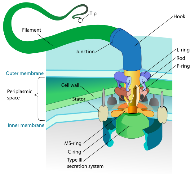 flagellum diagram