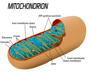 Mitochondrion