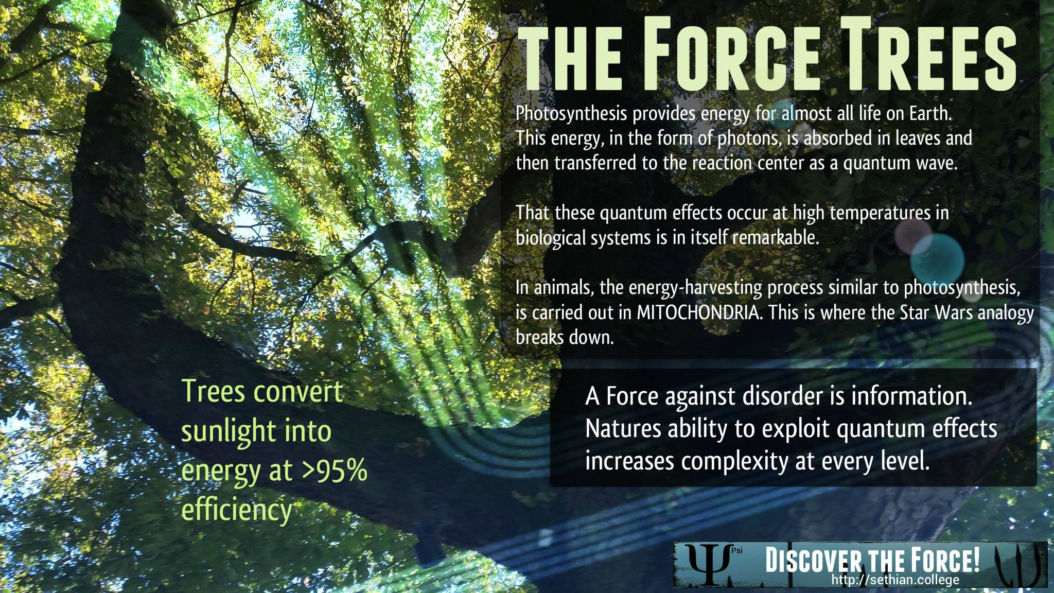 Star Wars Force Trees